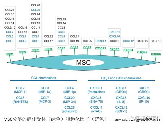 间充质干细胞MSC的功能特性和临床挑战