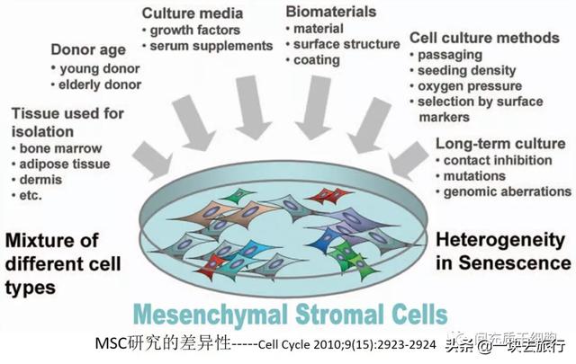 间充质干细胞MSC的功能特性和临床挑战