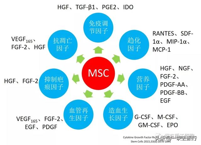 间充质干细胞MSC的功能特性和临床挑战