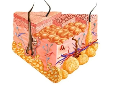 脂肪干细胞：一种多功能的治疗选择