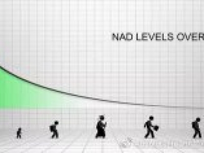 干细胞的平价替代NAD+，帮助自身干细胞更新