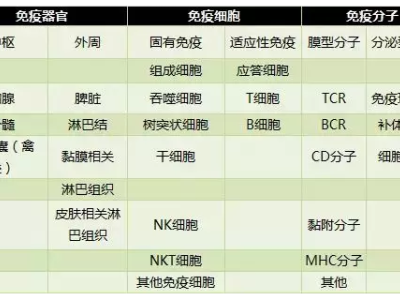 免疫细胞是生命宝藏，免疫系统是身体的守护者