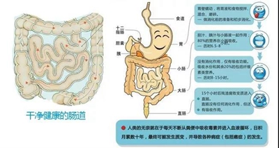 测测你的肠道康健吗？排毒才是“肠”久之计！