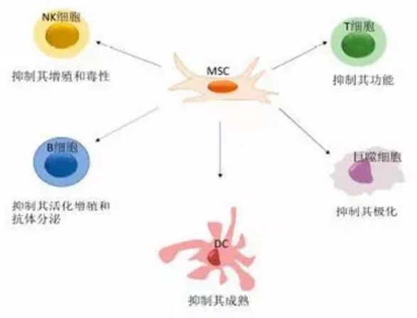 系统性红斑狼疮，干细胞治疗有效吗？