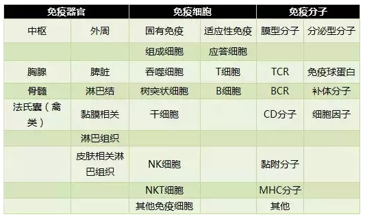 免疫细胞是生命宝藏，免疫系统是世界上最好的