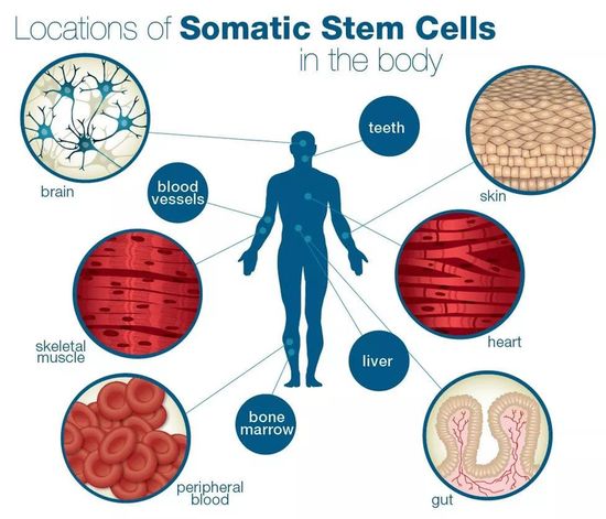 再生医学干细胞征服人类三大天敌：衰老、免疫