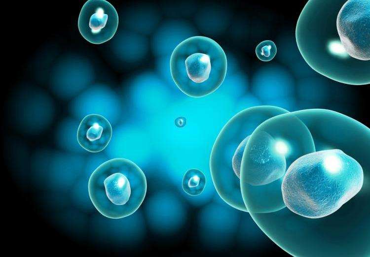再生医学干细胞征服人类三大天敌：衰老、免疫
