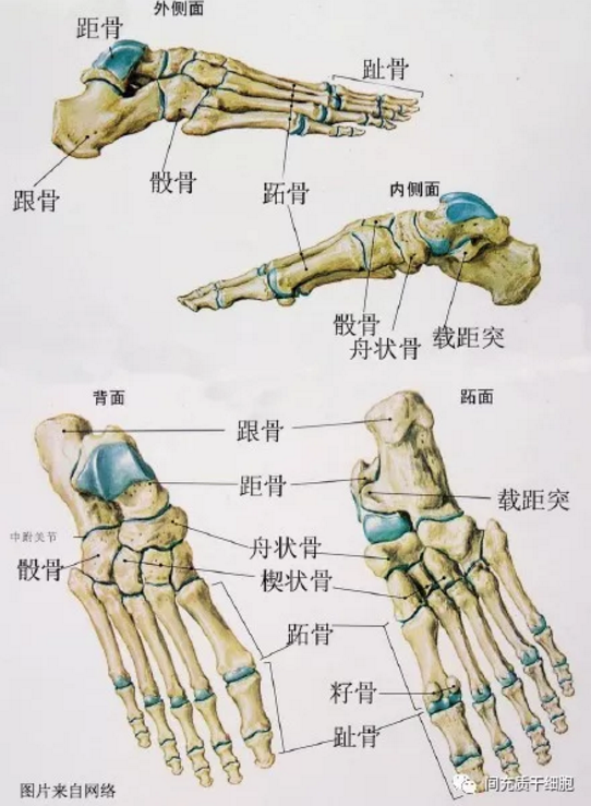 间充质干细胞治疗踝关节病变，延长运动生涯