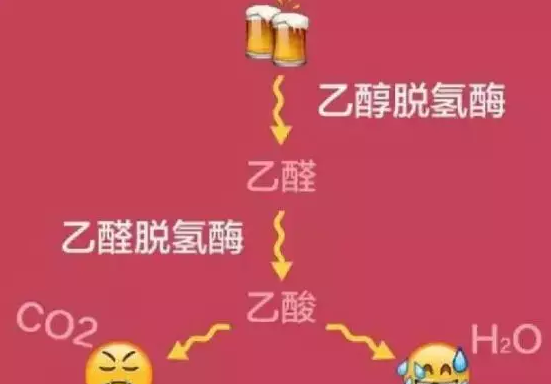 酒精会损伤干细胞，喝酒伤身！不要喝酒了！