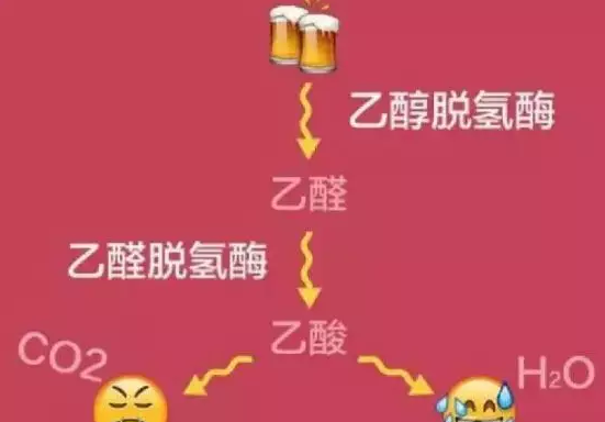 每年有70万人把命喝没了！干细胞防治酒精肝