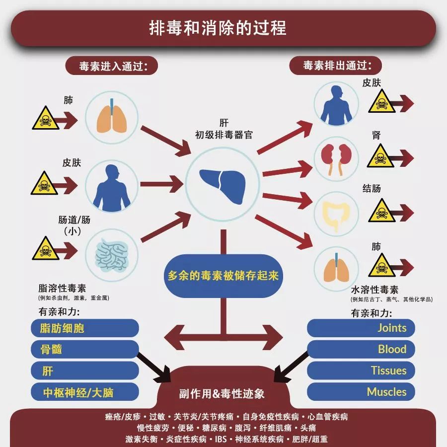 留神染发对肝脏、血液、细胞的危害！