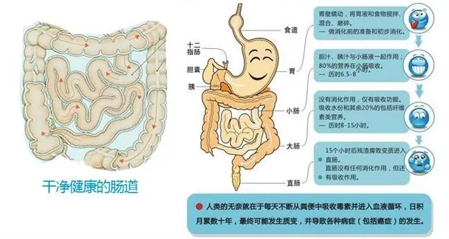 留神染发对肝脏、血液、细胞的危害！