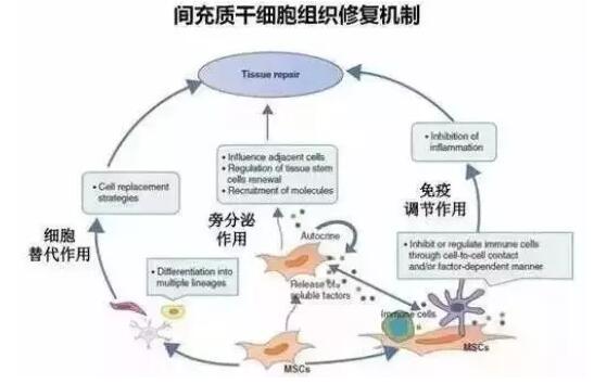 干细胞医治肝衰竭临床数据证明，安全且有用！