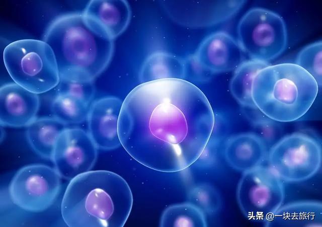 干细胞改善和预防高血压、高血糖、高血脂，让你远离“三高”