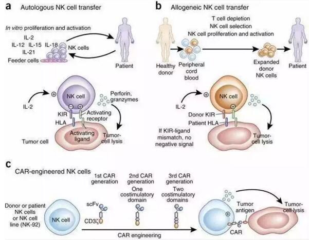 NK细胞免疫细胞疗法效果如何？