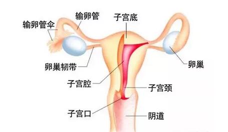 干细胞疗法将逐步攻克有关女性生殖健康的问题