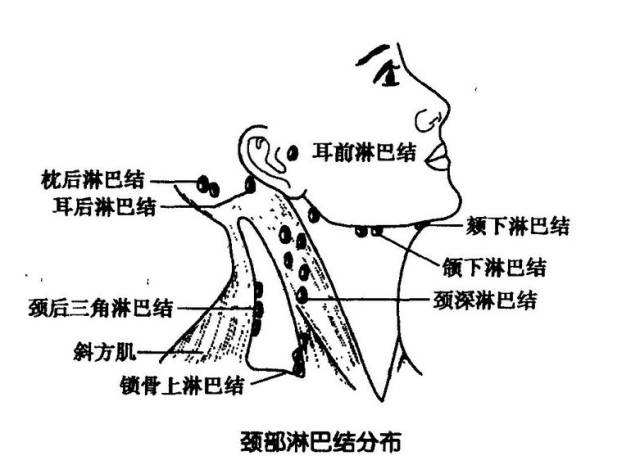 淋巴排毒真的太重要了！淋巴通，百病消