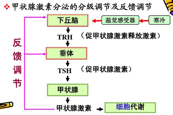 备孕女性甲状腺功效失调怎么办？若何干涉不影