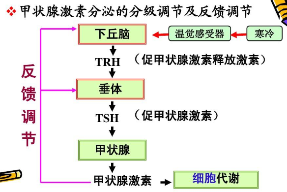 备孕女性甲状腺功能失调怎么办？如何干预不影