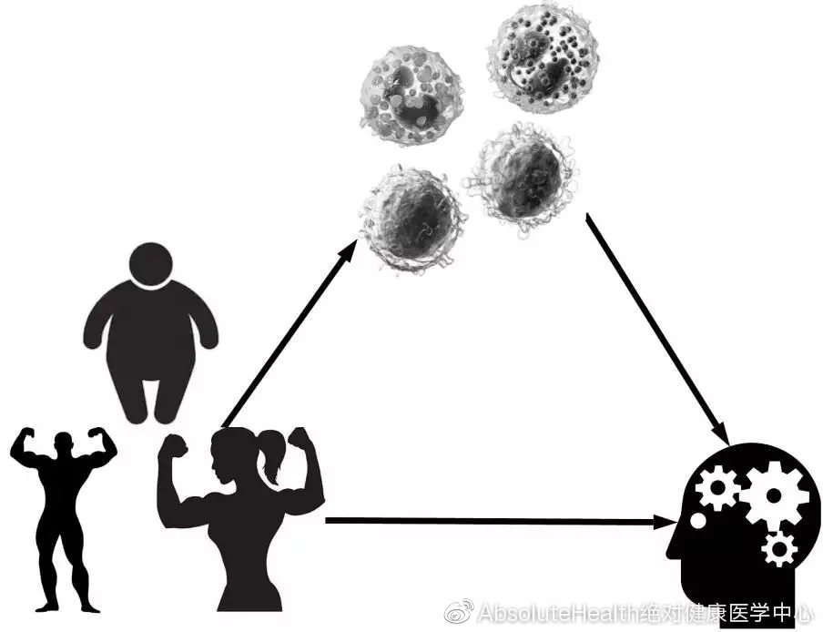 肥胖影响智力和免疫系统