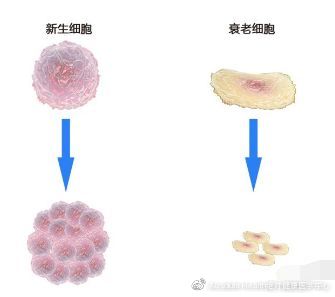 干细胞抗衰老，战胜“返老还童”童”不是梦！