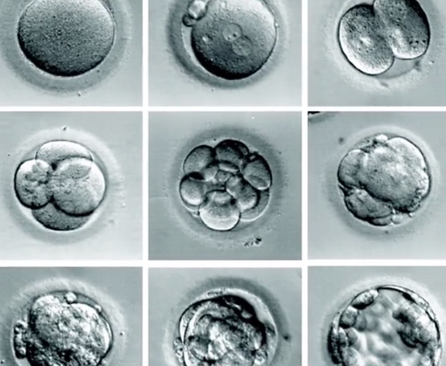 0e42b3e737f679963ec21b860c51e5f45022 (1).png