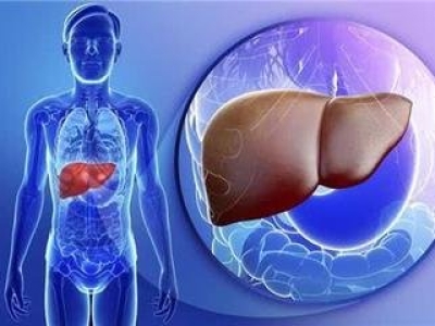 肝脏排毒：保护身体健康的重要环节