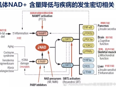 干细胞太贵？了解一下NAD+，帮助干细胞更新