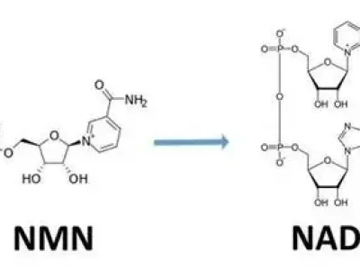 NAD+：预防疾病的关键之钥？