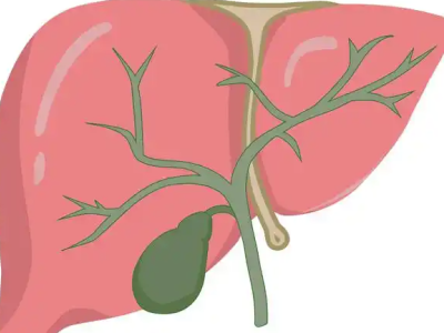 你的肝脏每天在忙什么？