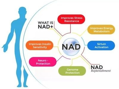 NAD⁺在人体如何运转？