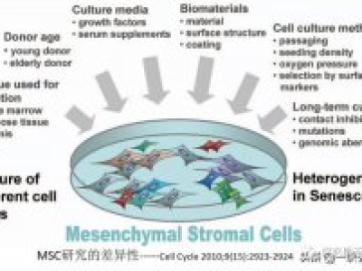 间充质干细胞MSC的功能特性和临床挑战