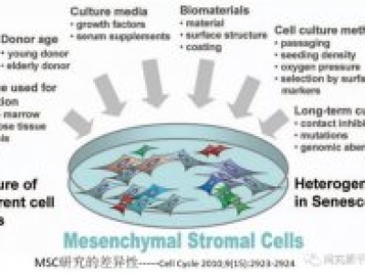 间充质干细胞MSC有什么功效？