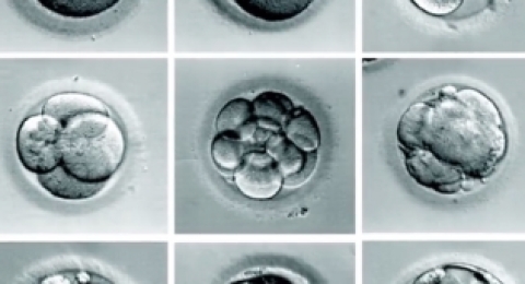 EET胚胎促进疗程主要解决什么问题？