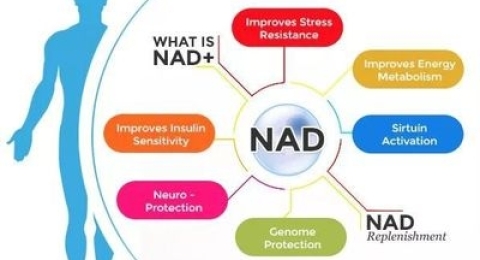 NAD⁺在人体如何运转？