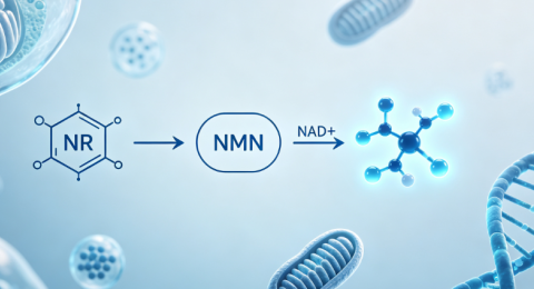 NAD+补充：NMN与NR，二者有什么区别